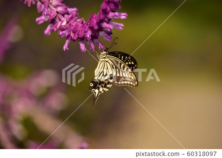 Swallowtail butterfly sucking in Mexican bush Swallowtail butterfly sucking in Mexican bush 60318097