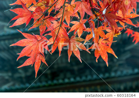 Red leaves on branch with background of Five storied Pagoda Goju-no-to Red leaves on branch with background of Five storied Pagoda Goju-no-to 60318164