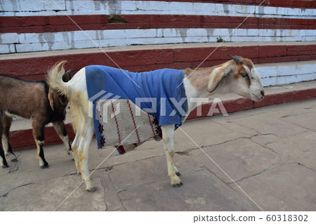 India's World Heritage Wallanasi Goat walking on the ghat along the Ganges River Figure of a goat wearing clothes 60318302