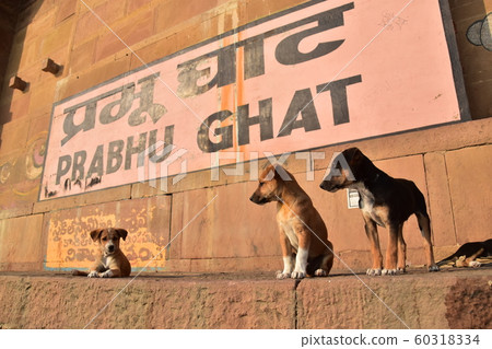 A puppy living in a ghat along the Ganges River, Varanasi, an Indian World Heritage Site 60318334