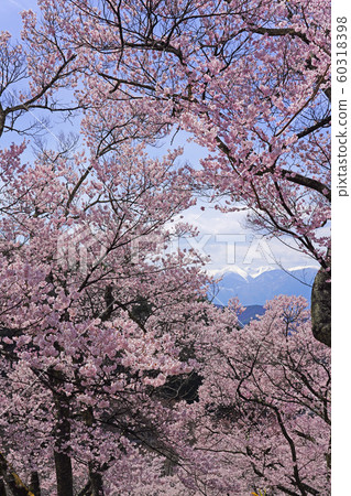 Cherry blossoms in Takato Castle Ruins Park Cherry blossoms in Takato Castle Ruins Park 60318398