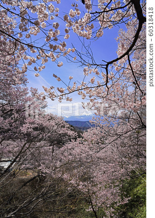 Cherry blossoms in Takato Castle Ruins Park Cherry blossoms in Takato Castle Ruins Park 60318418