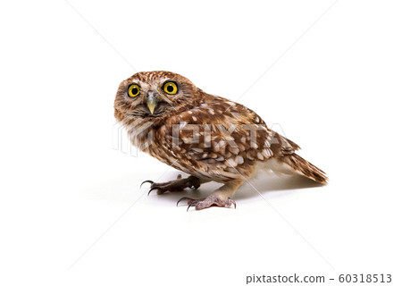 Coquinmehu owl Coquinmehu owl 60318513