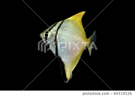 鯊魚的飛魚 60318526