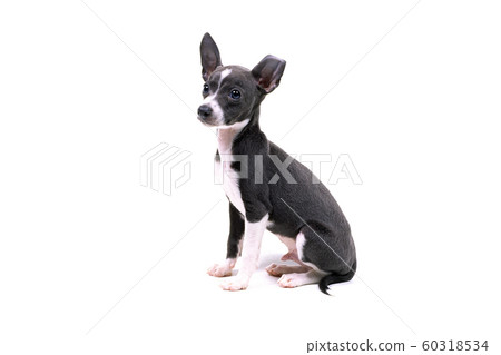 Sitting puppy 60318534