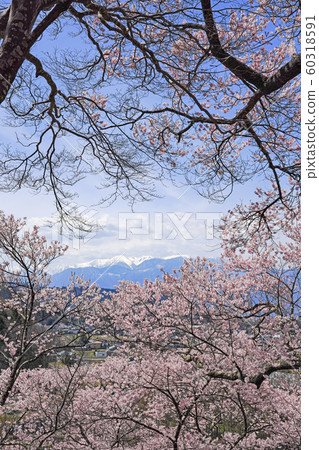 Cherry blossoms in Takato Castle Ruins Park 60318591