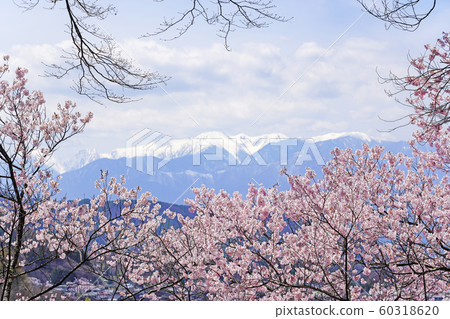 Cherry blossoms in Takato Castle Ruins Park Cherry blossoms in Takato Castle Ruins Park 60318620