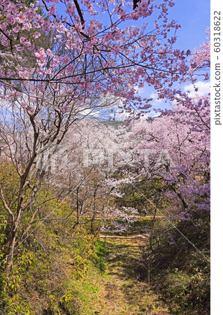 Cherry blossoms in Takato Castle Ruins Park 60318622