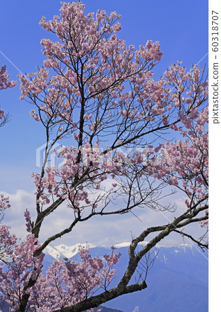 Cherry blossoms in Takato Castle Ruins Park 60318707