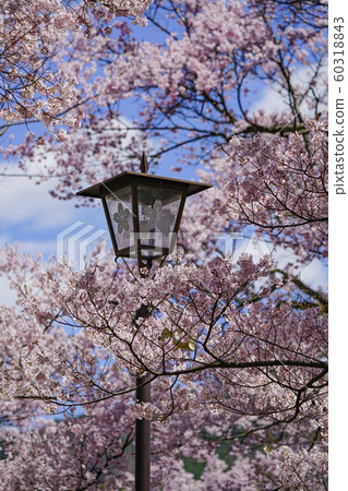 Cherry blossoms in Takato Castle Ruins Park 60318843