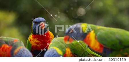 Rainbow lorikeets Rainbow lorikeets 60319159