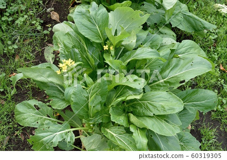 Komatsuna flowers 60319305