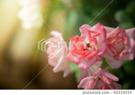Roses in the garden Roses in the garden 60319354