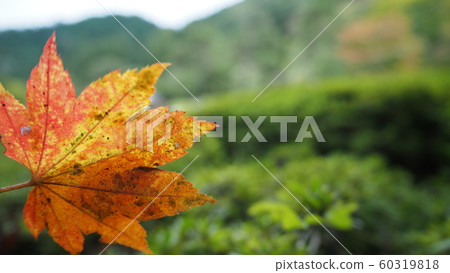楓葉離開了紅葉 楓葉離開了紅葉 60319818