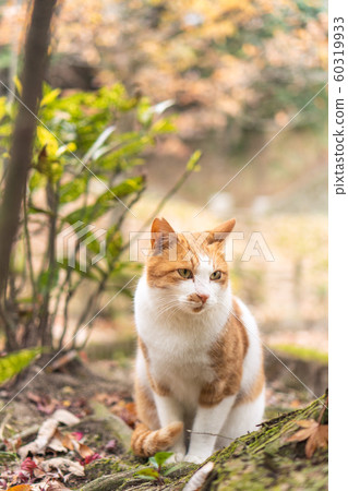 Cute cat everyday 60319933