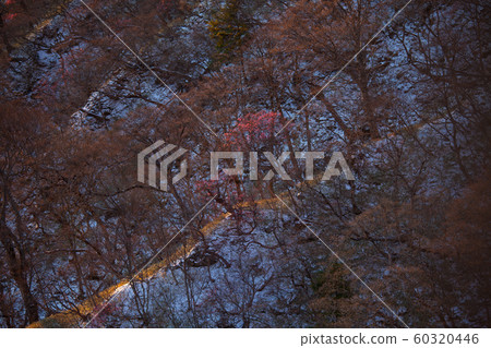 Morning glow of red palm azalea group in Rukakatazawa where residual snow remains Morning glow of red palm azalea group in Rukakatazawa where residual snow remains 60320446