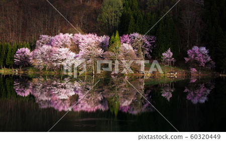 Cherry blossom and water mirror in full bloom of Lake Nakatsuna Cherry blossom and water mirror in full bloom of Lake Nakatsuna 60320449