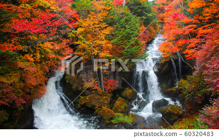 Ryuzu Falls (Japan) and colorful autumn leaves Ryuzu Falls (Japan) and colorful autumn leaves 60320483