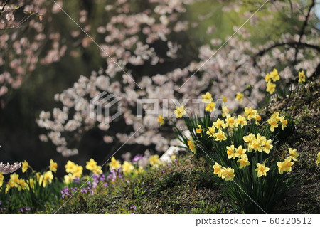 Cherry blossom and narcissus competition 60320512