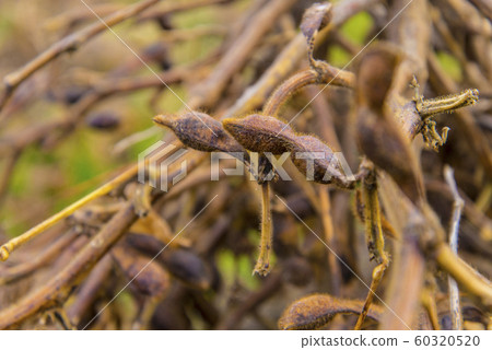 丹波山的黑豆在田間曬乾 丹波山的黑豆在田間曬乾 60320520