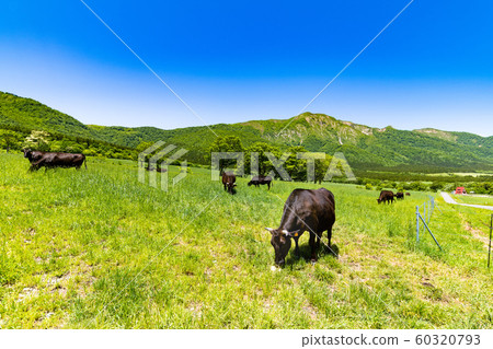 春天新鮮的綠色高原牧場和放牧的牛 60320793