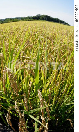Inaho landscape Inaho landscape 60321403