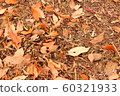 Deer feces 60321933
