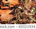 Deer feces 60321934
