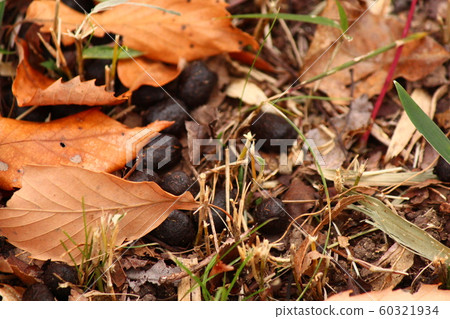 Deer feces Deer feces 60321934