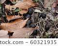 Deer feces 60321935
