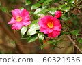 Yam 60321936