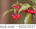 Red fruit 60321937