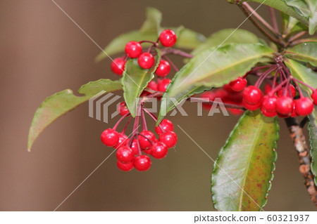 Red fruit Red fruit 60321937