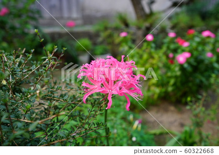 Nerine, december, pink cluster amaryllis 60322668