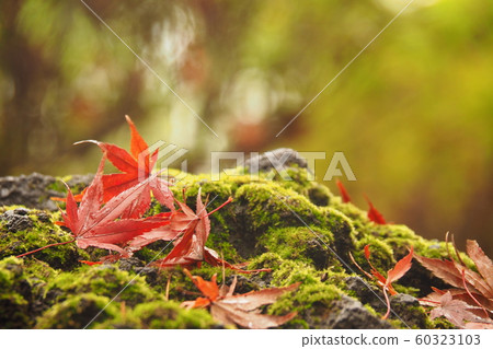 Autumn leaves 60323103