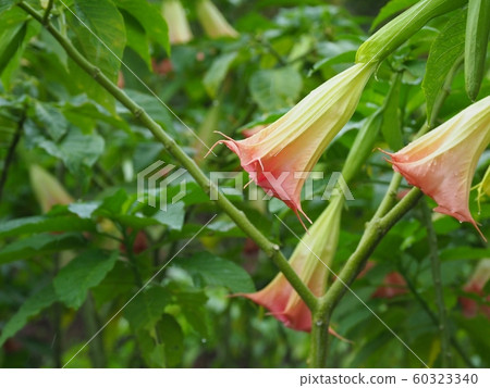 多雨的牽牛花 多雨的牽牛花 60323340