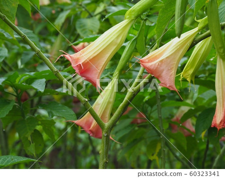 多雨的牽牛花 多雨的牽牛花 60323341
