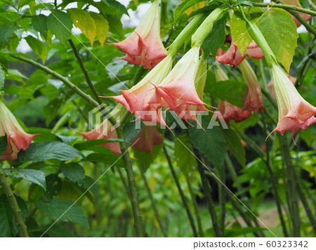 多雨的牽牛花 多雨的牽牛花 60323342