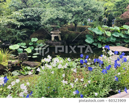 Flowers and ponds Flowers and ponds 60323909