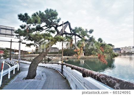 若狹松樹在2018年被21號颱風破壞 若狹松樹在2018年被21號颱風破壞 60324091