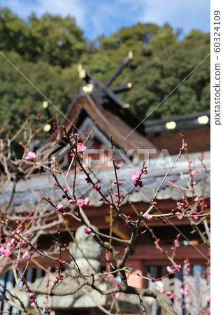 Wakaura Tenmangu no Ume 60324109