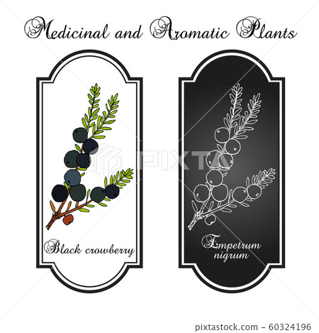 Black crowberry empetrum nigrum , edible and medicinal plant Black crowberry empetrum nigrum , edible and medicinal plant 60324196