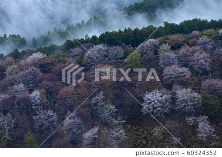 Yoshinoyama Cherry Blossoms 60324352