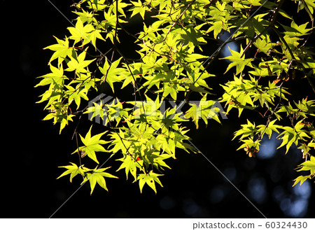 Trees in Inokashira Park in the late autumn sun (5) Trees in Inokashira Park in the late autumn sun (5) 60324430
