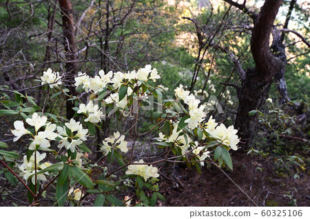 欣喜若狂的紅狐狸 60325106