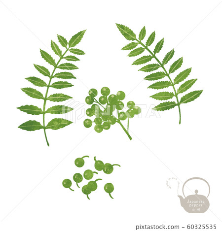 Yam / Hand-drawn illustration / Chinese medicine / Medicine 60325535