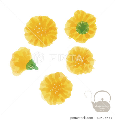 菊花花/手繪插圖/中藥/藥 菊花花/手繪插圖/中藥/藥 60325655