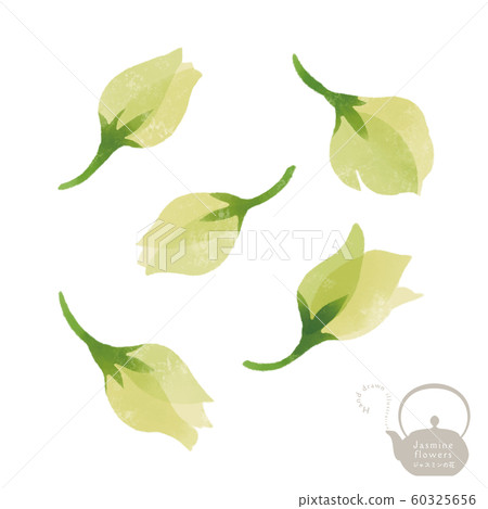 Jasmine flower / hand-drawn illustration / herbal medicine / medicine jar Jasmine flower / hand-drawn illustration / herbal medicine / medicine jar 60325656