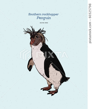 Southern Rockhopper Penguin is a bird in the 60325798