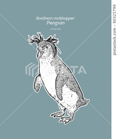 Southern Rockhopper Penguin is a bird in the 60325799